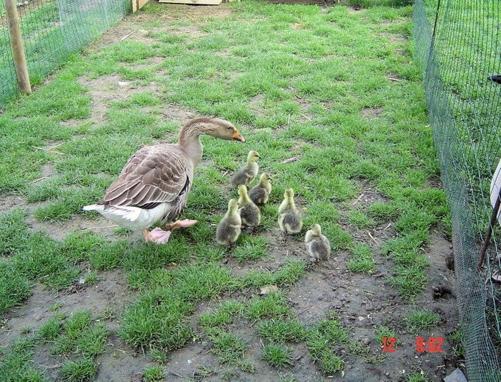 Aux Plumes De Grigy Bed & Breakfast Metz Luaran gambar